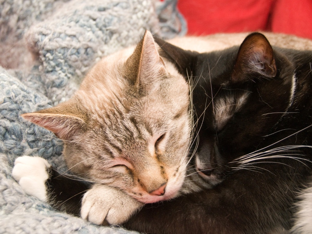 Deux chats qui dorment ensemble