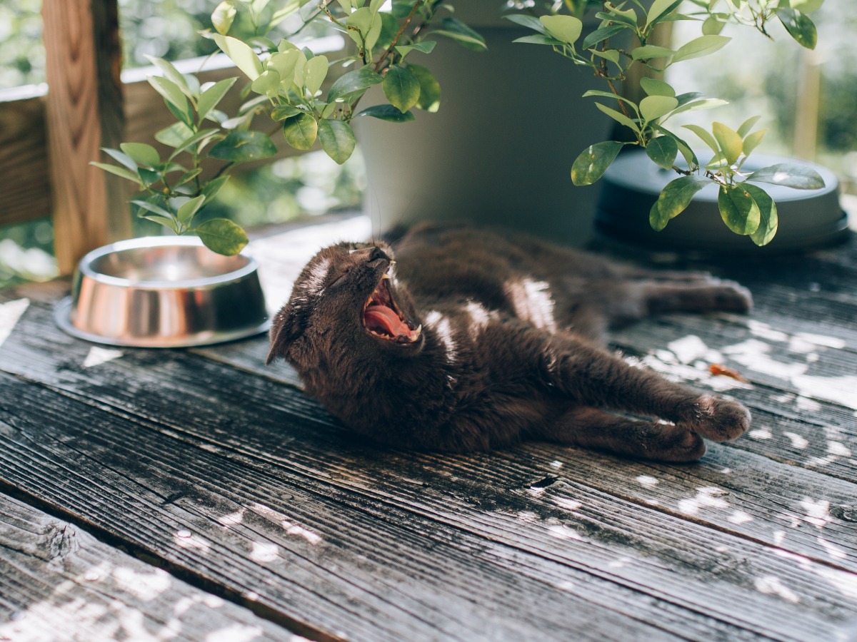 Chat qui dort sur une terrasse