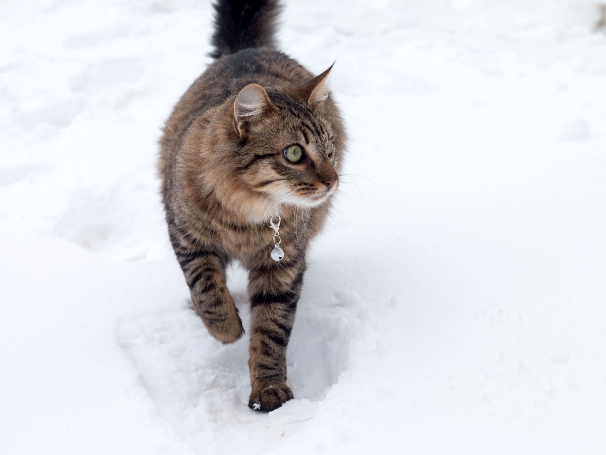 Chat qui marche dans la neige