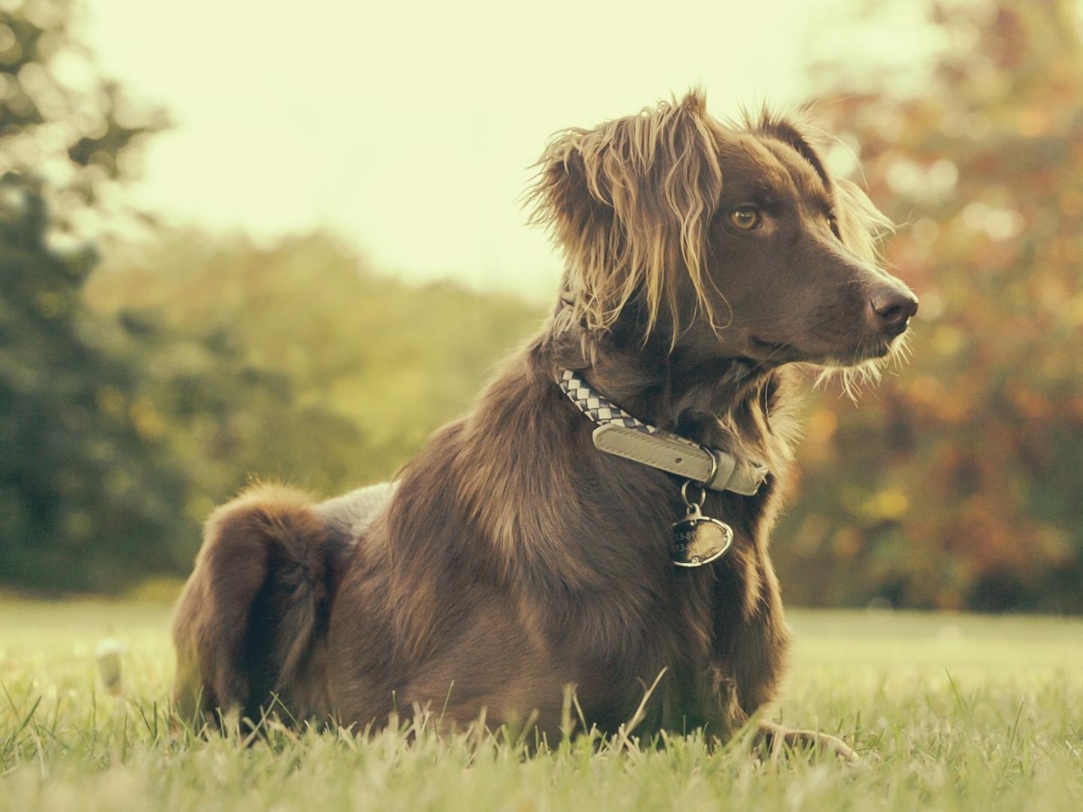 Faire garder son chien pendant une longue durée