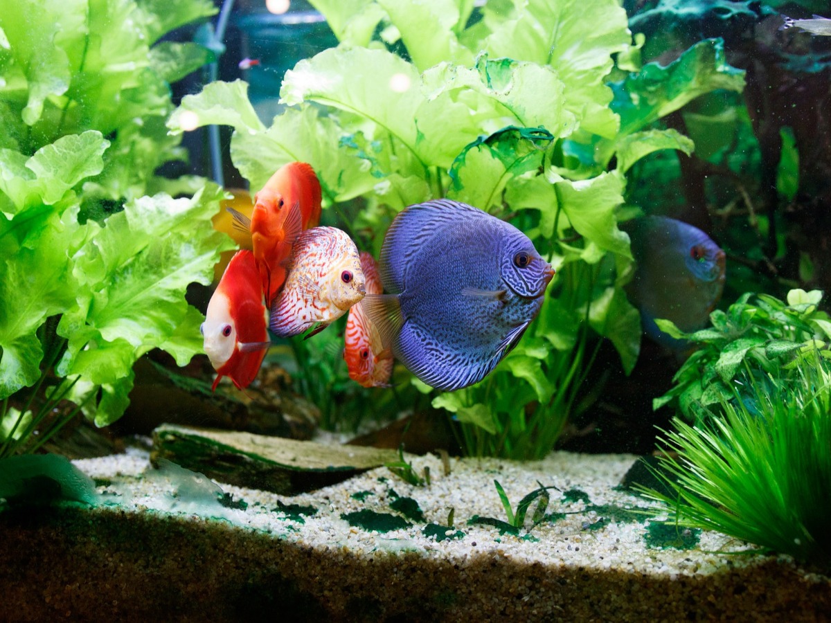Poissons dans un aquarium