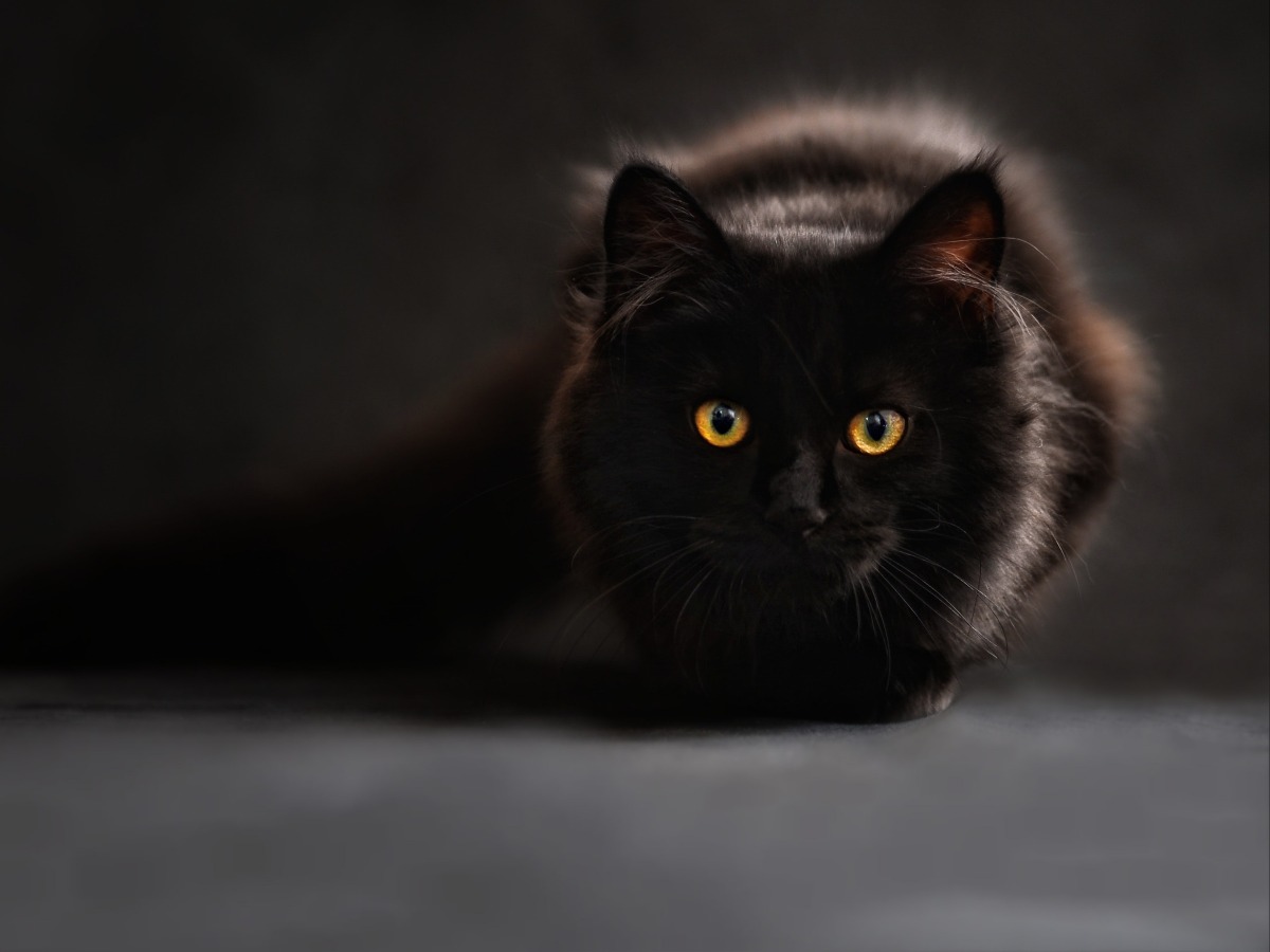 Chat noir avec des yeux jaunes